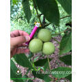 Hot Sales Chinese Walnut Kernels Light Color Helften (LH)